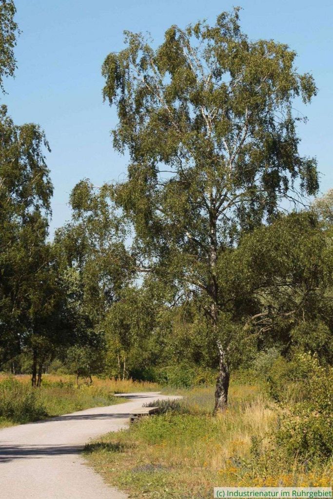 Freistehende Hänge-Birke (Betula pendula), Gleispark Frintrop, 01.07.2018