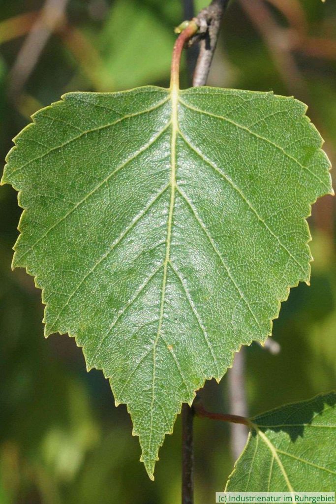 Blatt einer Hänge-Birke (Betula pendula), Landschaftspark Duisburg-Nord, 10.05.2025