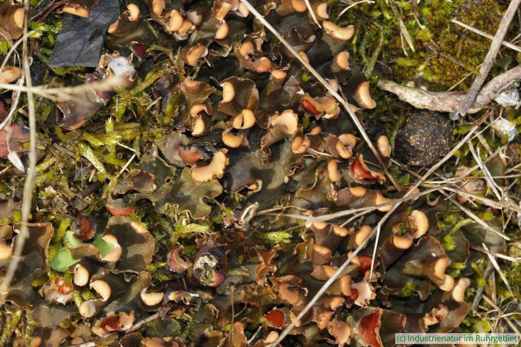 Breitlappige Schildflechte (Peltigera sp.), Thalus im Sommer, Brache Neue Mitte II, 23.07.2017