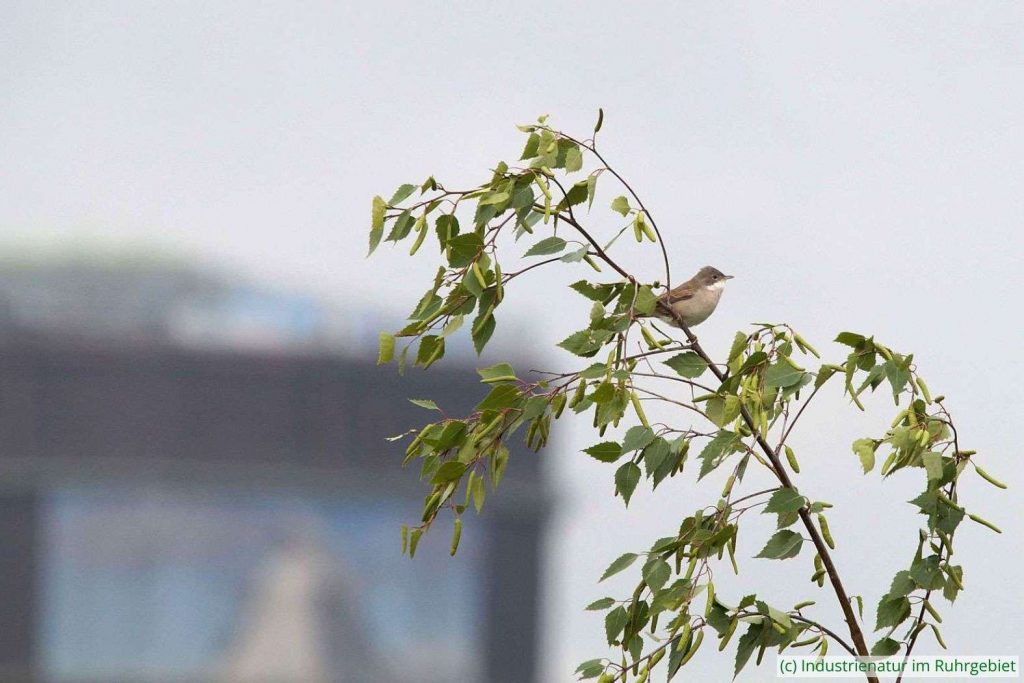 Dorngrasmücke (Sylvia communis), Brache Neue Mitte II in Oberhausen, 05.05.2019