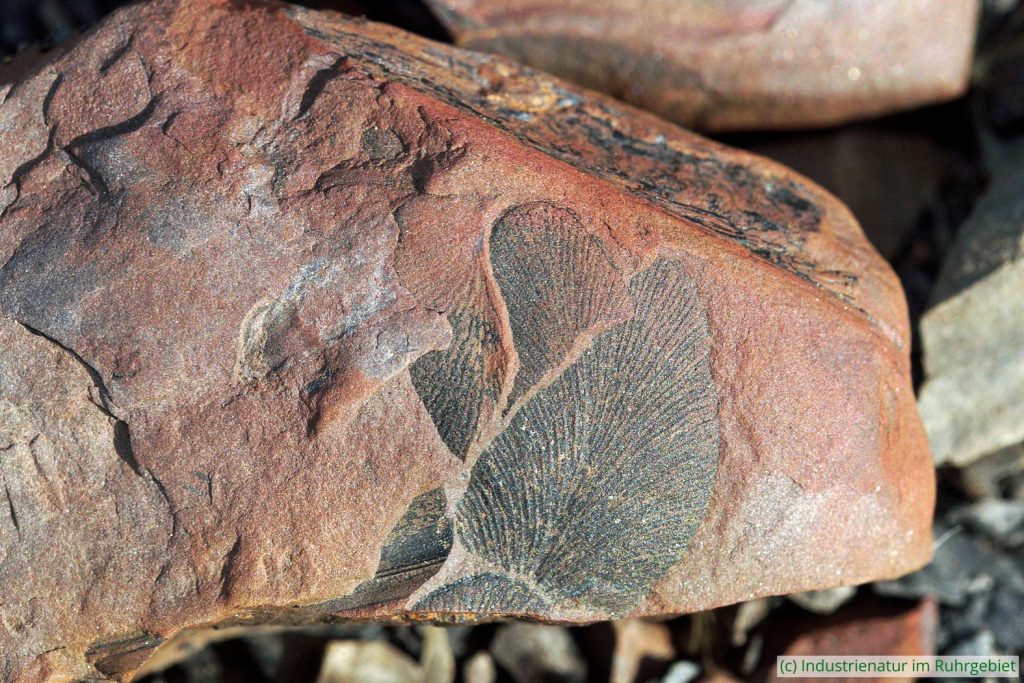 Fossiler Farn, gefunden auf der Schurenbachhalde, 07.10.2023