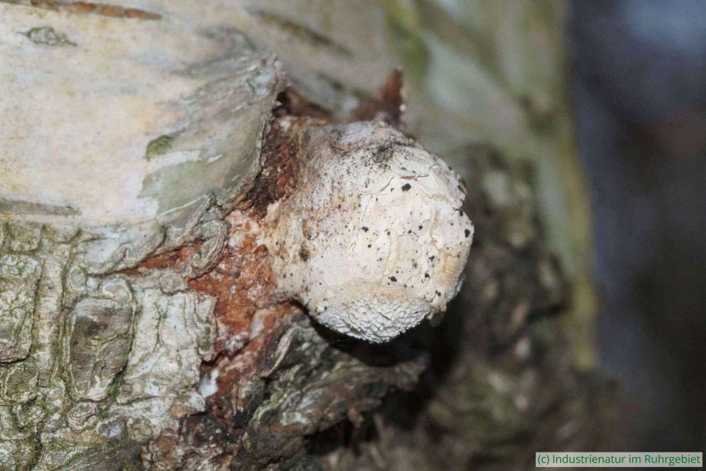 Junger Birkenporling (Fomitopsis betulina), Gleispark Frintrop, 15.02.2017