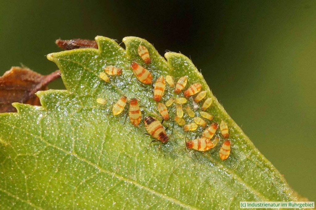 Gestreifte Birkenblattlaus (Callipterinella tuberculata), Gleispark Frintrop, 21.07.2018