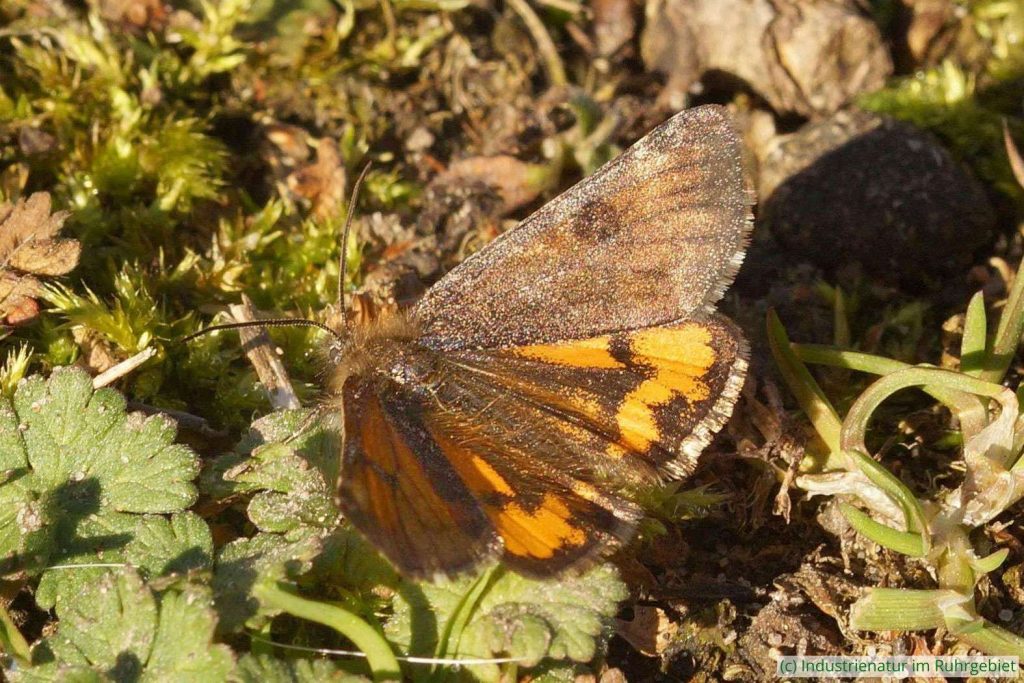 Birken-Jungfernkind (Archiearis parthenias), Gleispark Frintrop, 27.02.2019