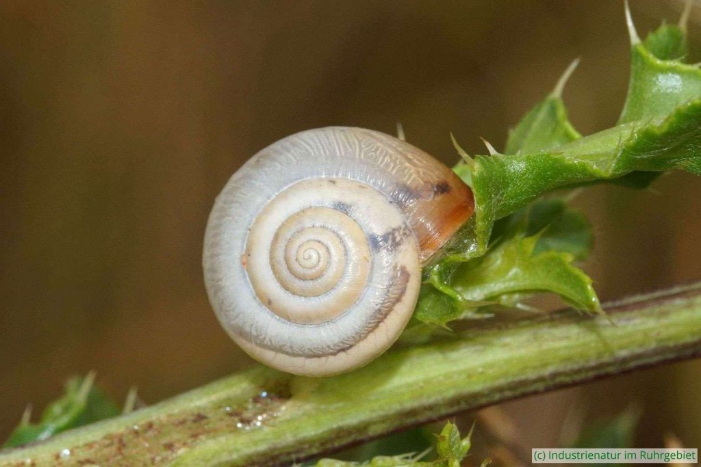 Kartäuserschnecke (Monacha cartusiana), Gleispark Frintrop, 26.06.2021