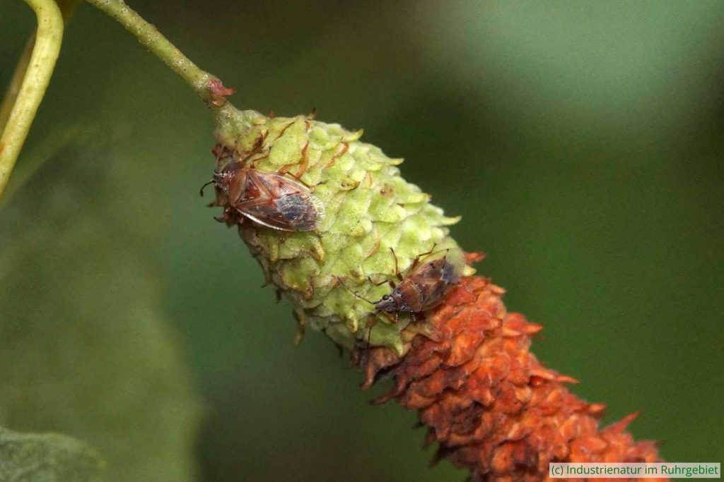 Birkenwanze (Kleidocerys resedae), Gleispark Frintrop, 26.06.2021