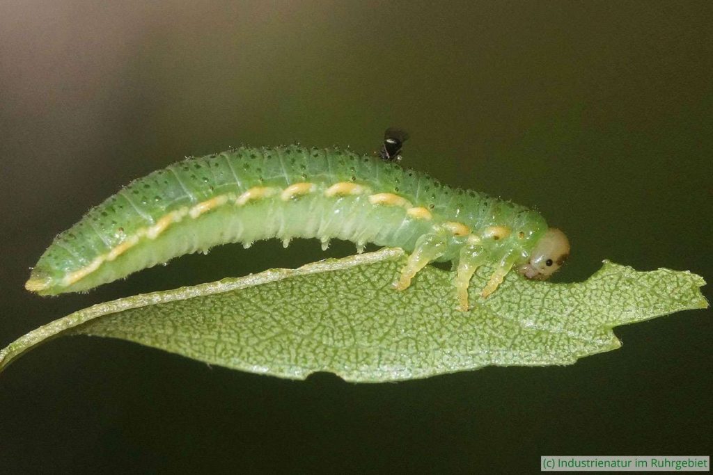 Larve von Arge dimidiata, einer Blattwespe, Gleispark Frintrop, 16.06.2025