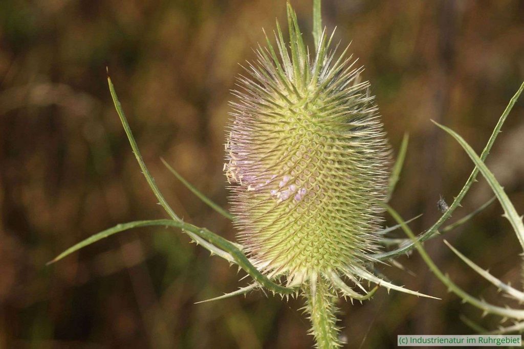 Die Wilde Karde (Dipsacus fullonum) ist auf Halden und Industriebrachen weit verbreitet, Halde 22, 14.09.2024