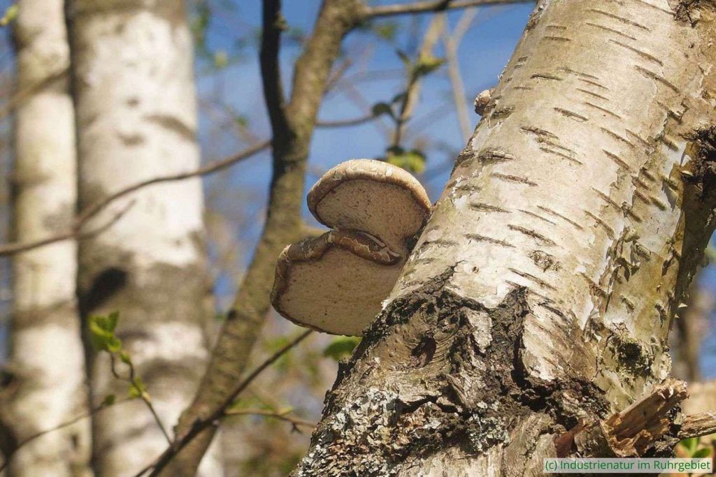 Birkenporling (Fomitopsis betulina), Halde 22, 08.04.2025