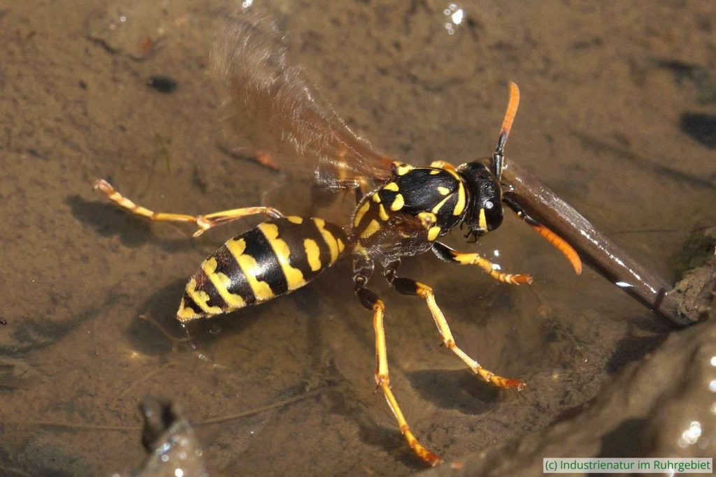 Trinkende Haus-Feldwespe (Polistes dominula), Halde Großes Holz, 22.06.2022