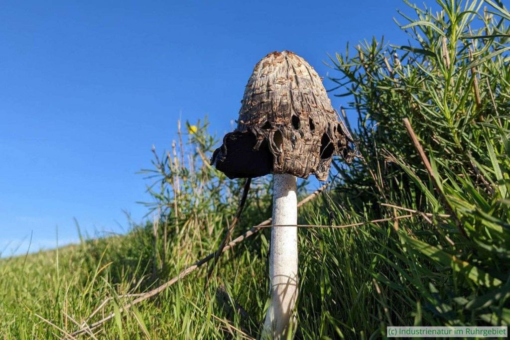 Der Schopf-Tintling (Coprinus comatus) ist ein Zersetzer und er erbeutet Fadenwürmer, Halde Hoheward, 13.11.2022