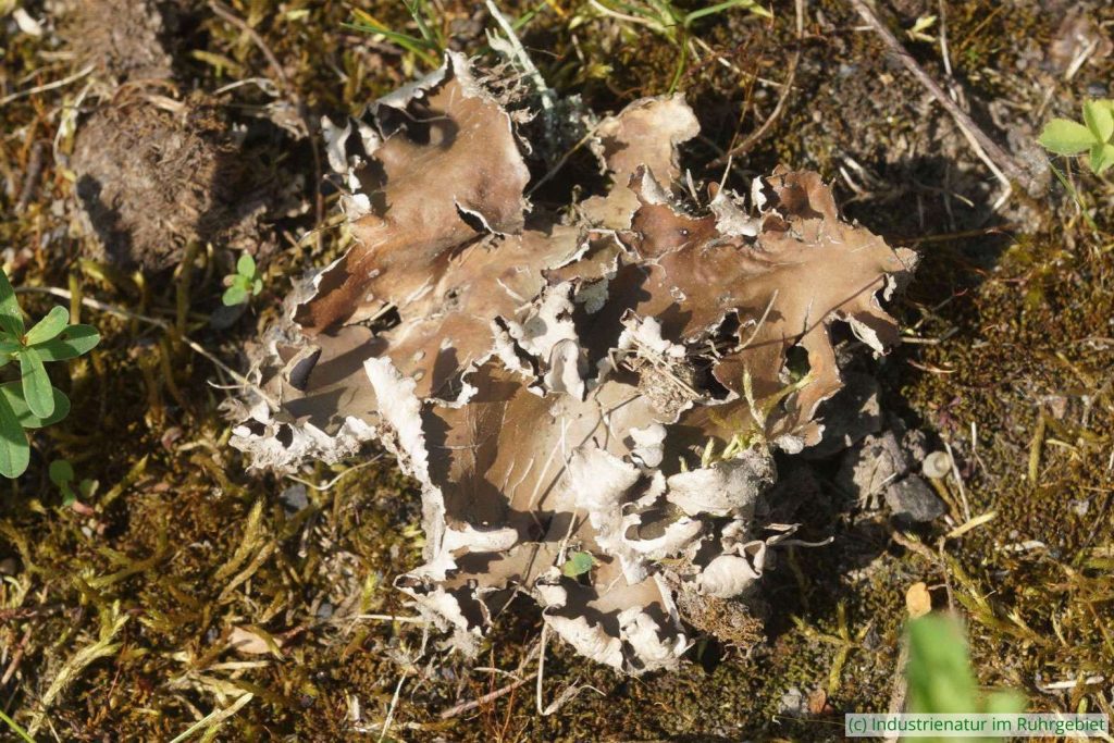 Peltigera-Blattflechte (Peltigera sp.), Halde Hoheward, 03.05.2025