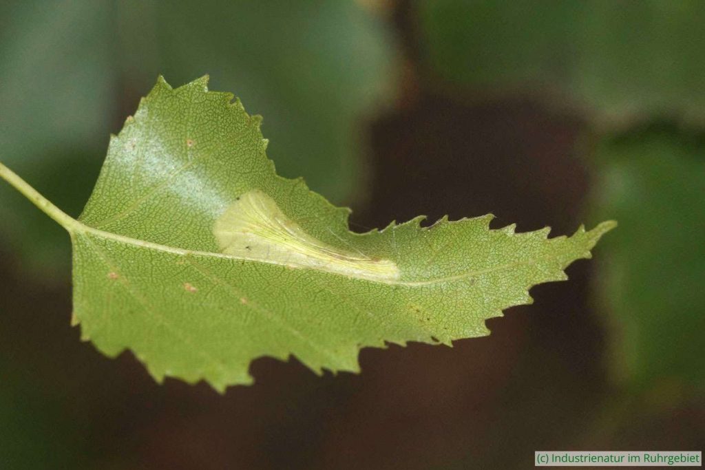 Gemeine Birken-Faltenminiermotte (Phyllonorycter ulmifoliella), typische Blattmine, Halde Lothringen, 13.08.2023