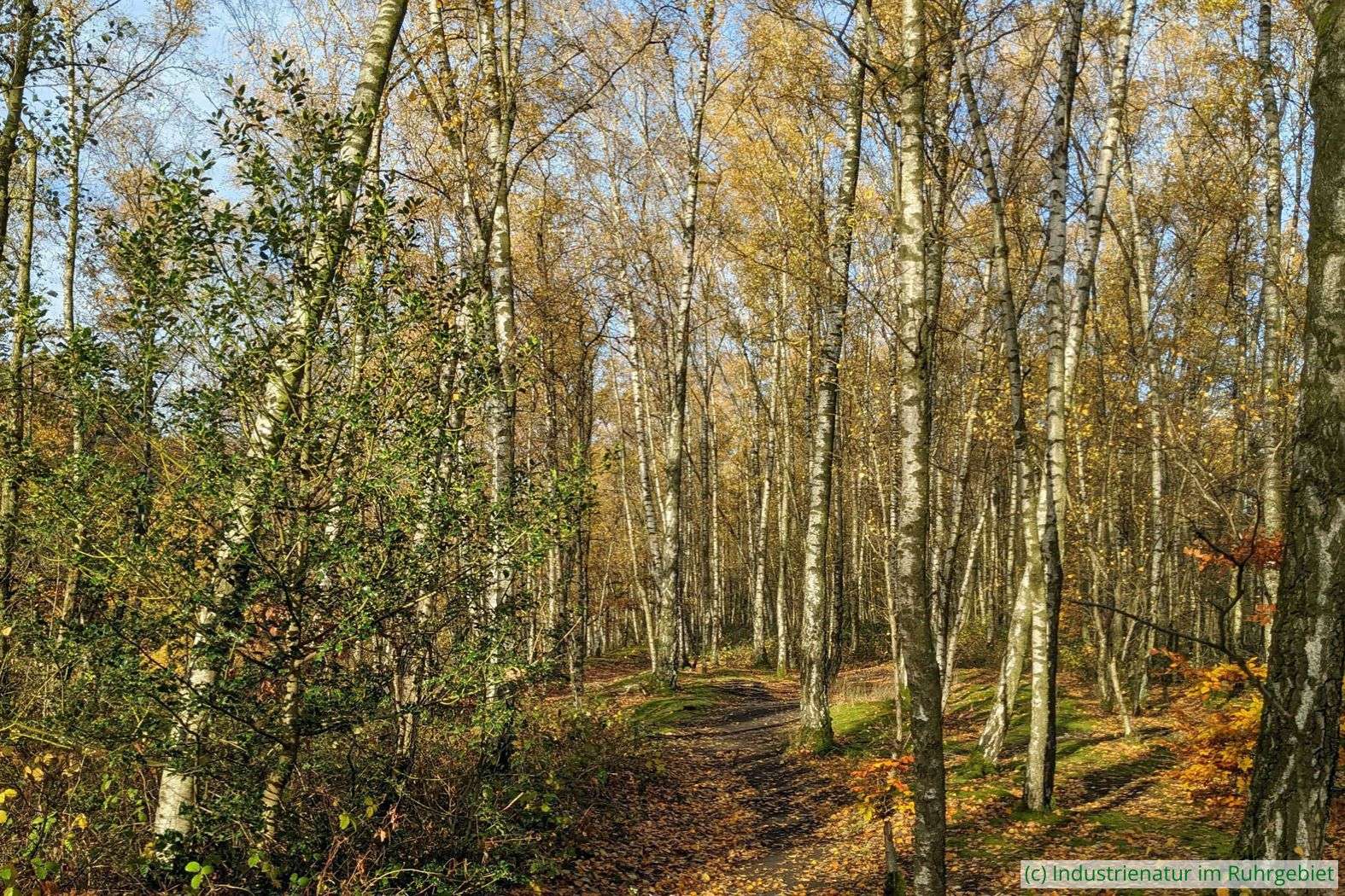 Hänge-Birken (Betula pendula) im Spätherbst, Halde Pörtingsiepen, 26.11.2022
