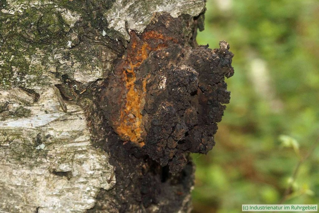 Schiefer Schillerporling (Inonotus obliquus), Halde Pörtingsiepen, 31.05.2025