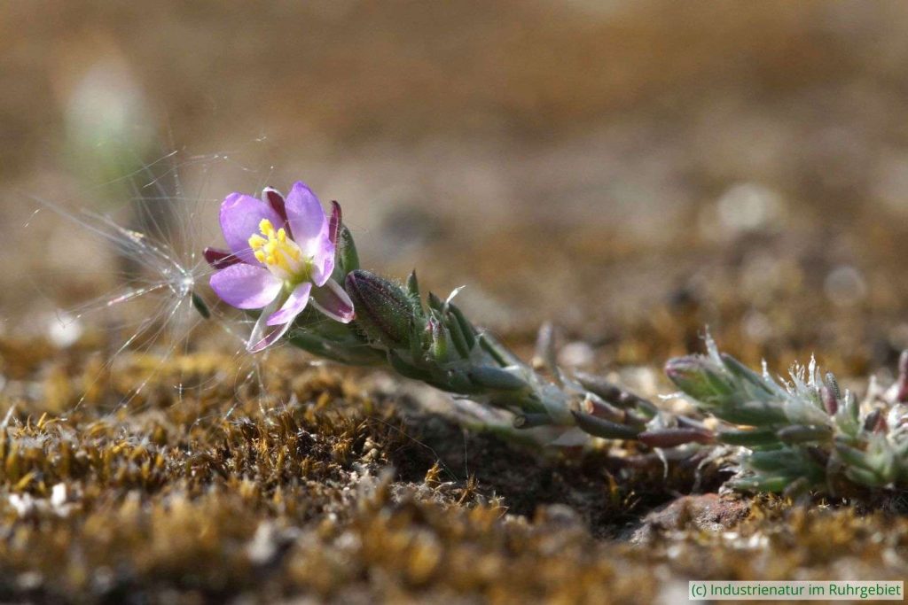 Klein und deshalb leicht zu übersehen: die Rote Schuppenmiere (Spergularia rubra), Halde Rheinelbe, 06.05.2022