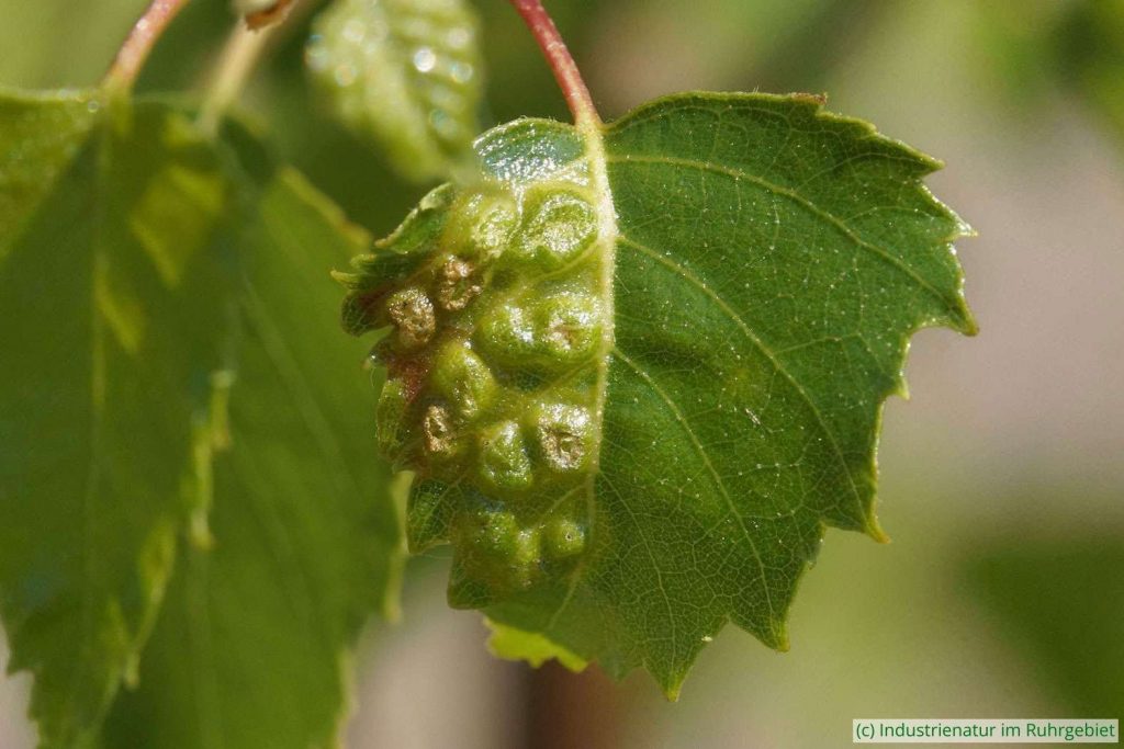 Birkenparenchym-Gallmücke (Anisostephus betulinus), typische Blattgallen, Halde Rheinelbe, 10.06.2023