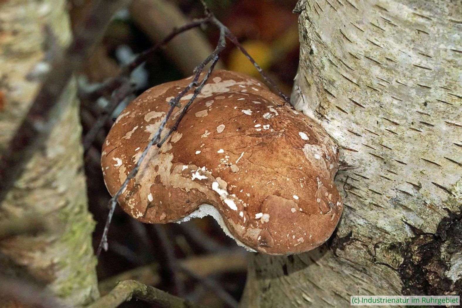 Birkenporling (Fomitopsis betulina), Halde Rungenberg, 17.11.2023