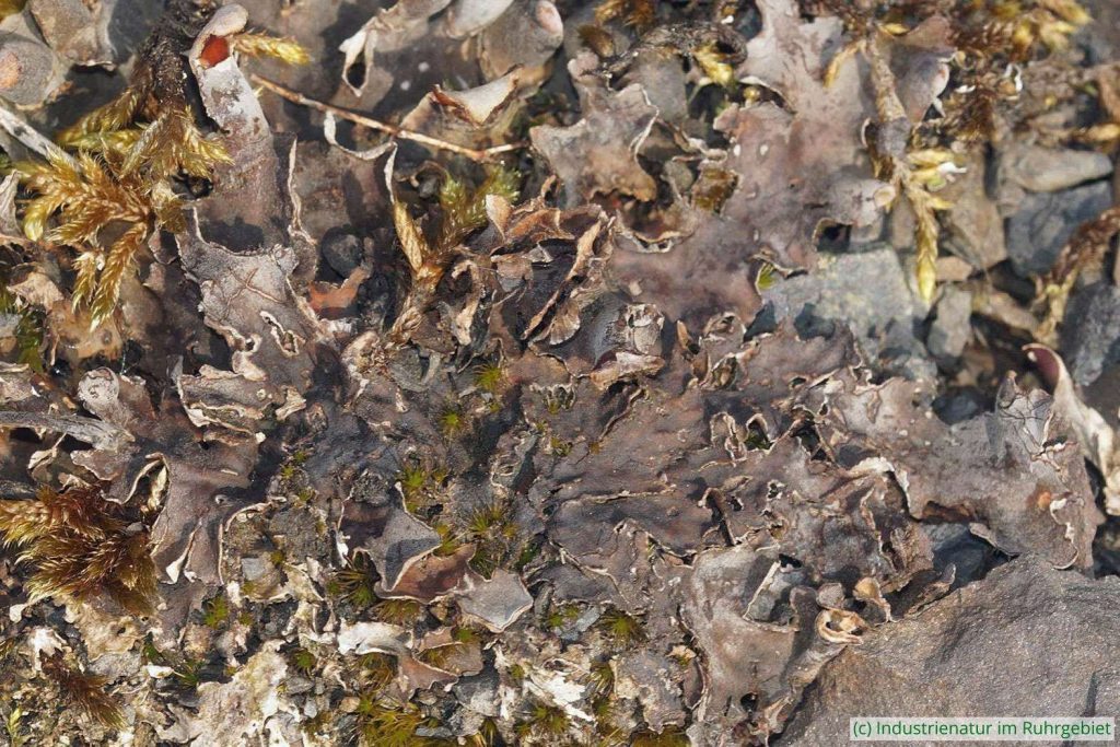 Breitlappige Schildflechte (Peltigera sp.), trockener Thalus, Halde Zollverein 4/11, 19.04.2025