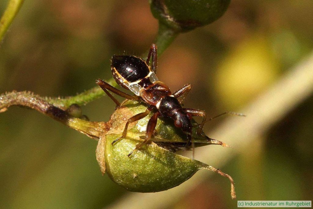 Nymphe der Ameisenähnlichen Sichelwanze (Himacerus mirmicoides), Landschaftspark Duisburg-Nord, 15.07.2018