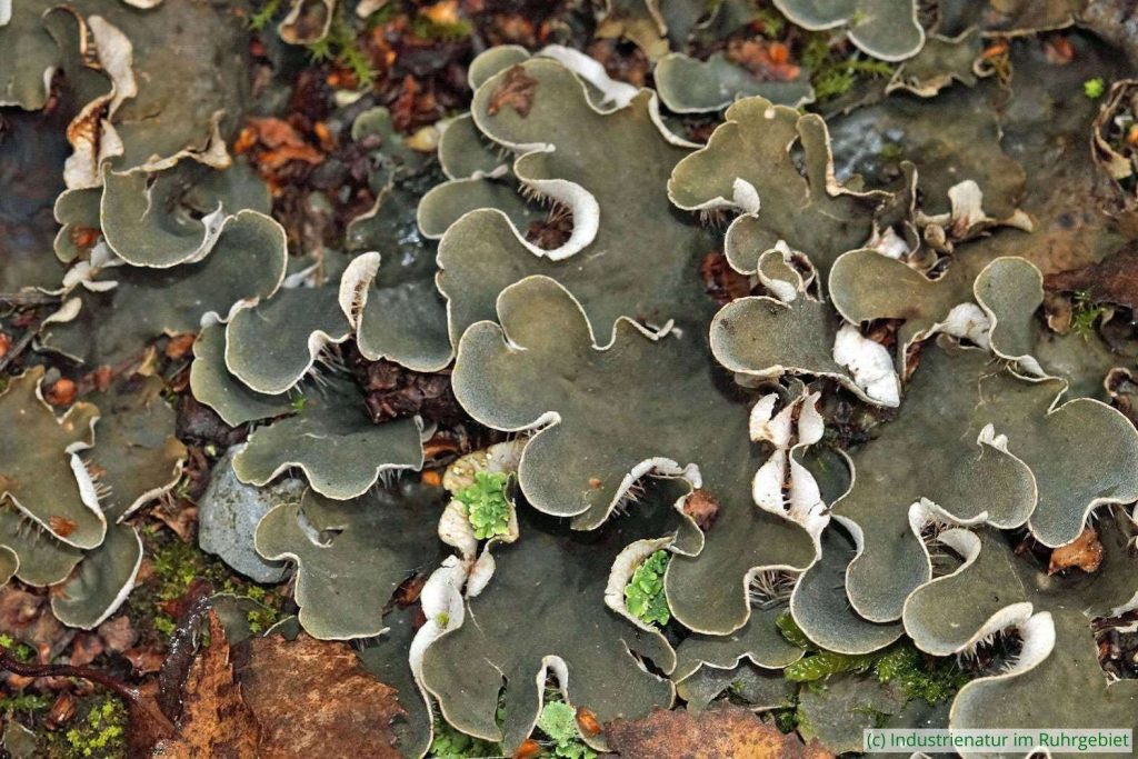 Breitlappige Schildflechte (Peltigera sp.), Thalus, Landschaftspark Duisburg-Nord, 26.08.2021