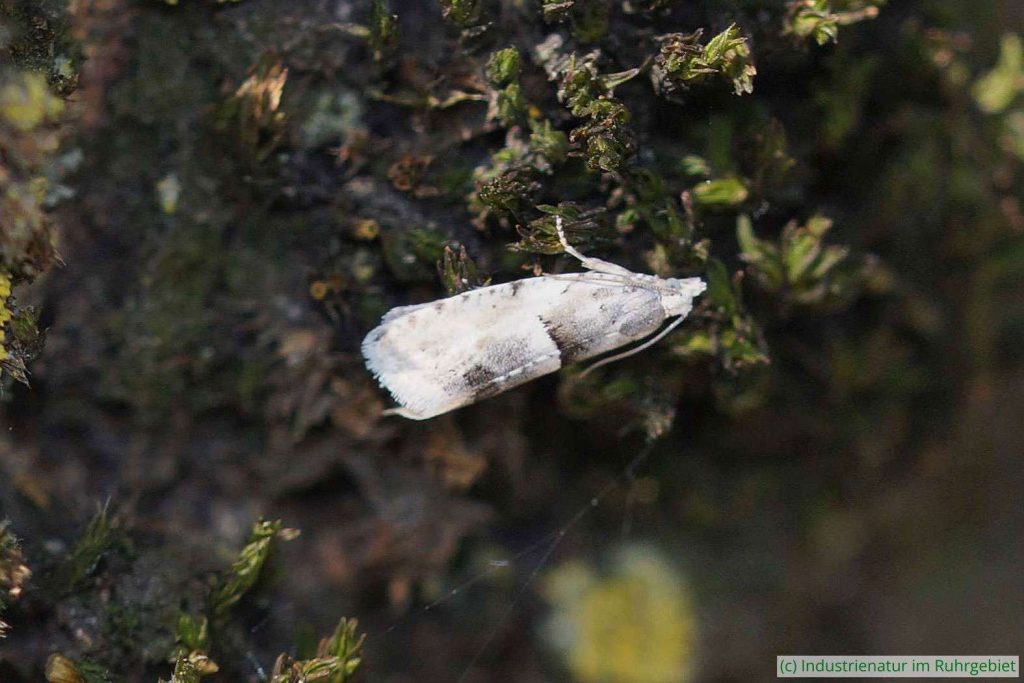 Birkenwickler (Epinotia bilunana), Landschaftspark Duisburg-Nord, 11.05.2022
