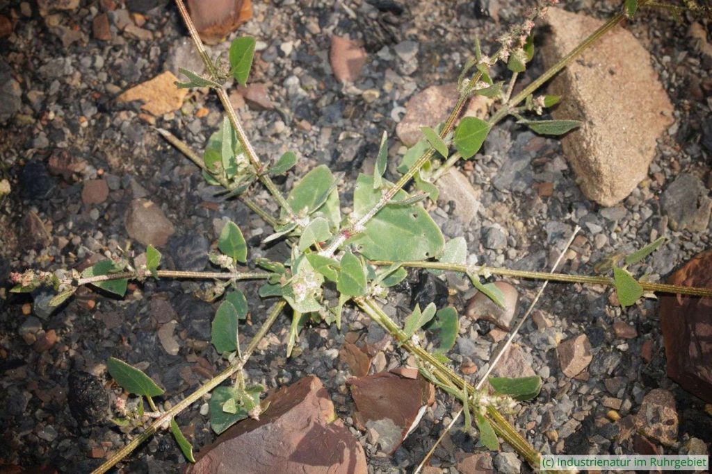 Die Spieß-Melde (Atriplex prostrata) wächst auf salzigen Böden, Mottbruchhalde, 14.09.2024