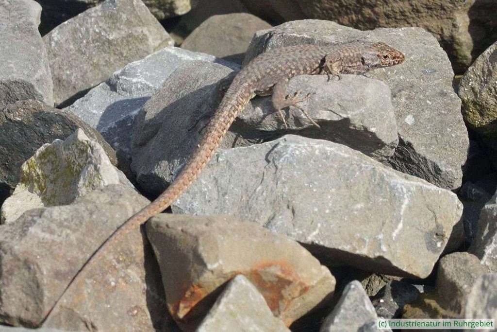 Gewöhnliche Mauereidechse (Podarcis muralis), Halde Hympendahl, 06.10.2024