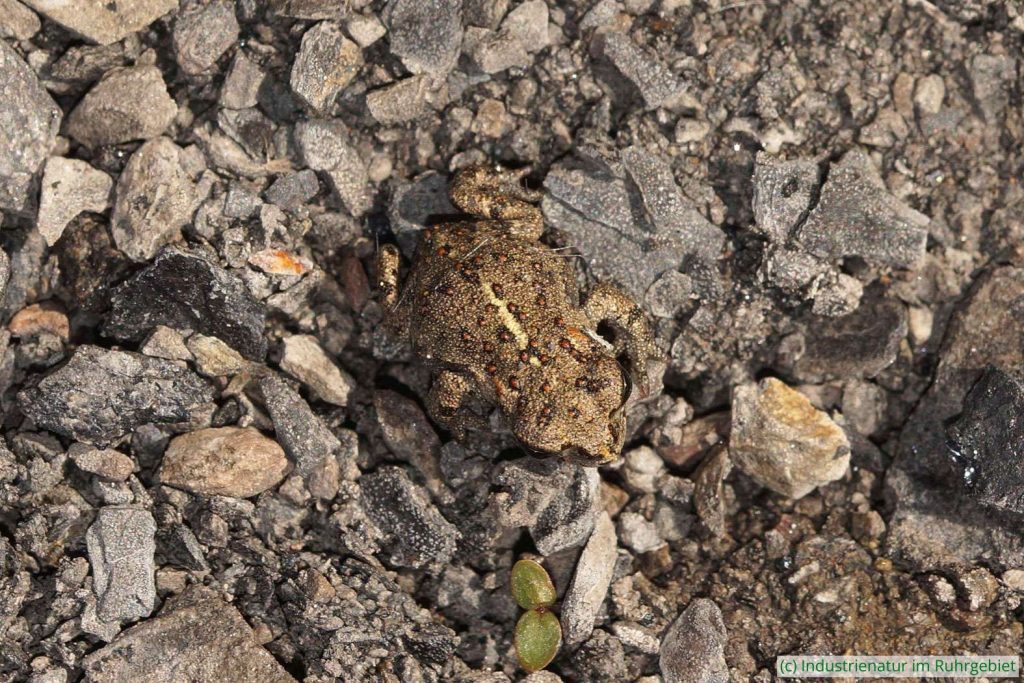 Junge Kreuzkröte (Epidalea calamita) auf der Schurenbachhalde, 15.09.2019