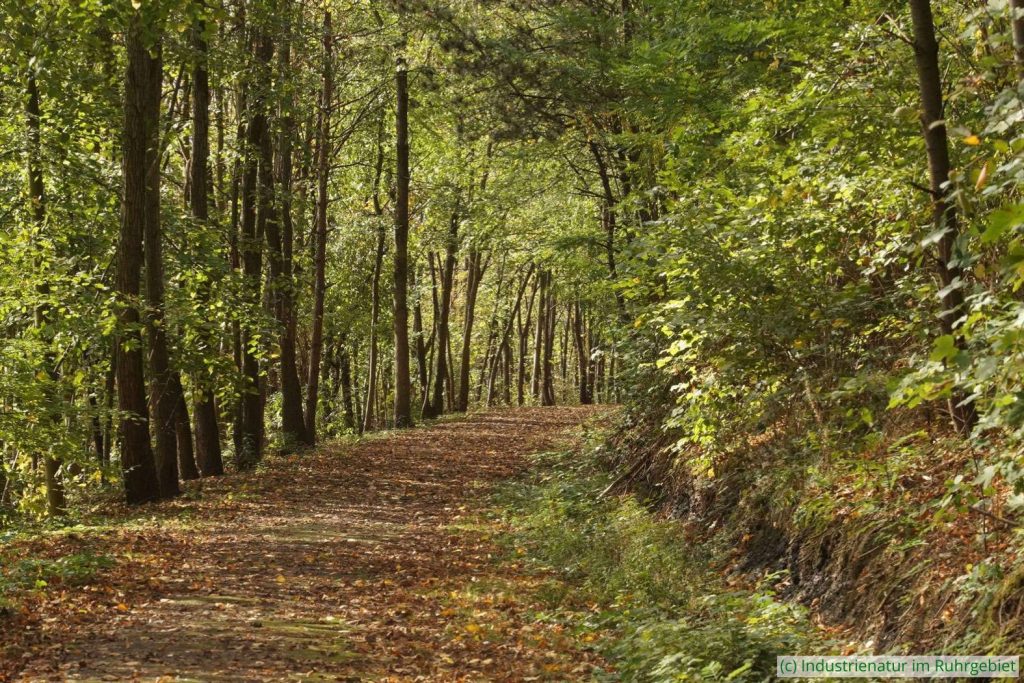 Herbst im Wald auf der Schurenbachhalde, 12.10.2019