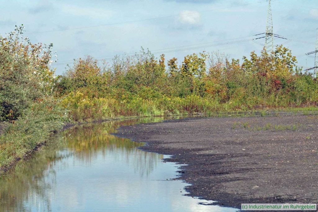 Temporärgewässer am Rand des Haldenplateaus der Schurenbachhalde, 07.09.2020
