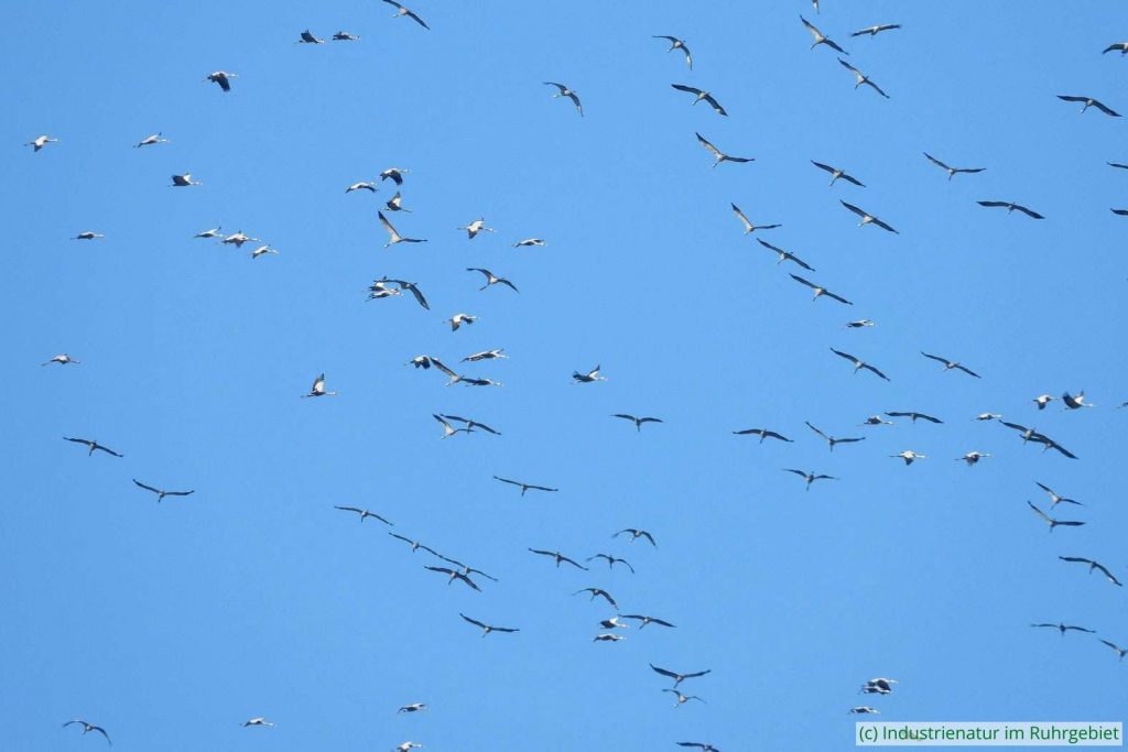 Kraniche (Grus grus) kreisen über der Schurenbachhalde, 22.11.2022