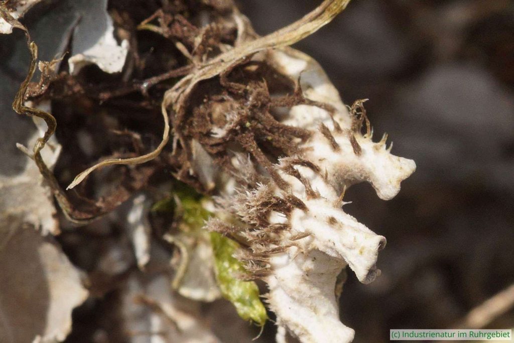 Breitlappige Schildflechte (Peltigera sp.), Unterseite des Thalus mit Rhizinen, Schurenbachhalde, 20.06.2022