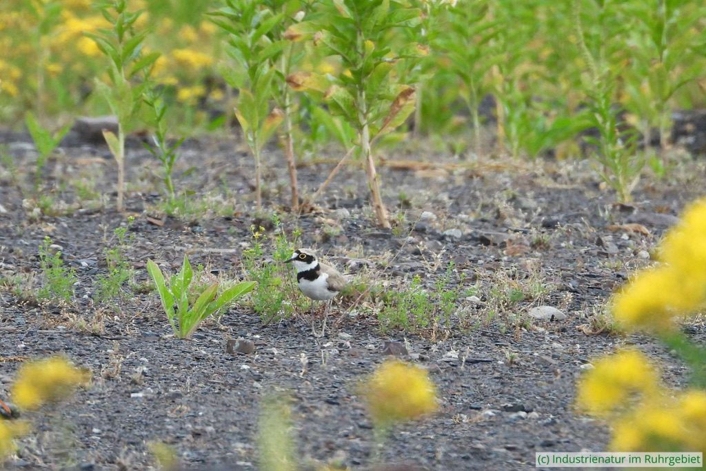 Flussregenpfeifer (Charadrius dubius) auf dem Gipfelplateau der Schurenbachhalde, 20.06.2022