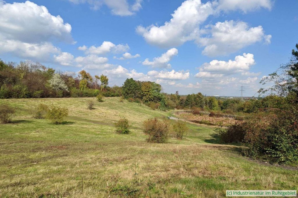 Die trockene Wiese der Schurenbachhalde im Herbst, 30.09.2022
