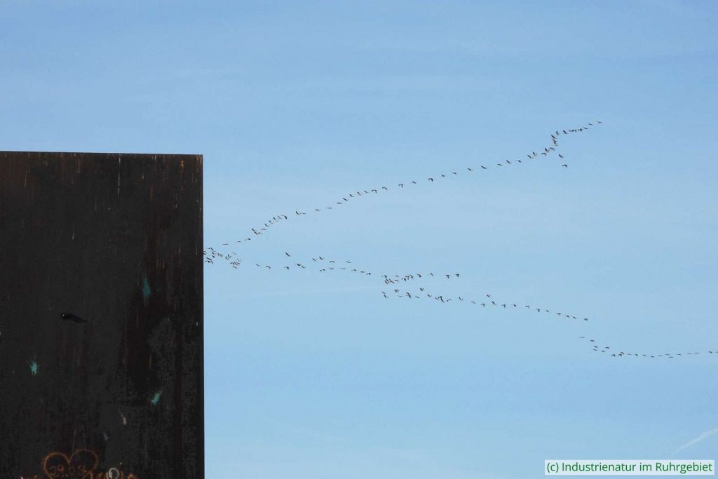 Ziehende Kraniche (Grus grus) und die Bramme auf der Schurenbachhalde, (c) 12.11.2022