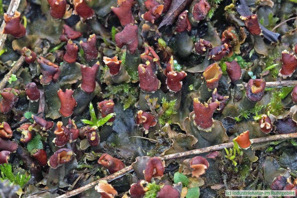 Breitlappige Schildflechte (Peltigera sp.) mit Apothecien, Schurenbachhalde, 15.01.2021