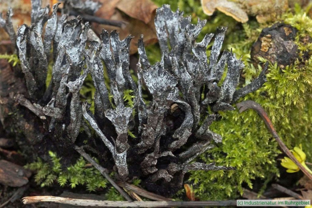 Geweihförmige Holzkeule (Xylaria hypoxylon), Schurenbachhalde, 13.04.2023