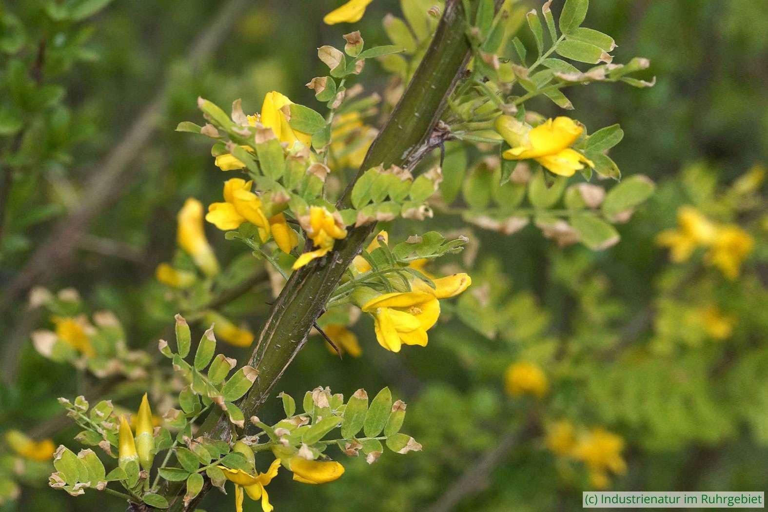 Gewöhnlicher Erbsenstrauch (Caragana arborescens), Schurenbachhalde, 13.04.2023