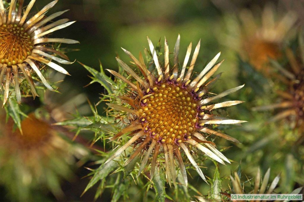 Golddistel (Carlina vulgaris agg.) auf der trockenen Wiese der Schurenbachhalde, 20.08.2023