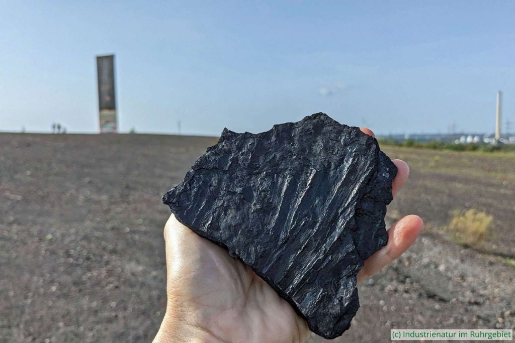 Auf der Schurenbachhalde gibt es viele Fossilien, 07.10.2023