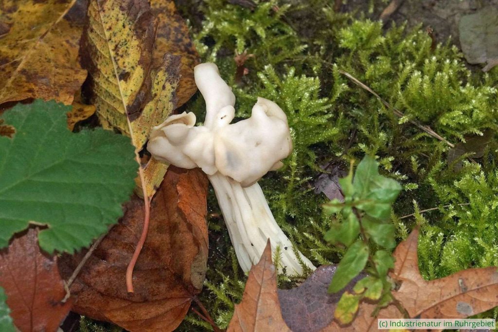 Herbst-Lorchel (Helvella crispa) im Wald der Schurenbachhalde, 21.11.2023