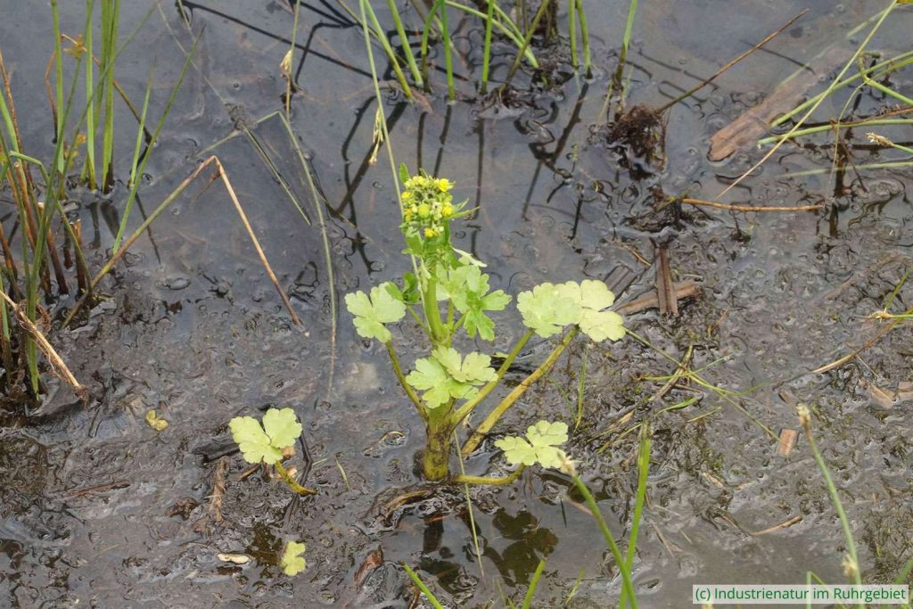 Gift-Hahnenfuß (Ranunculus sceleratus), Schurenbachhalde, 20.05.2024