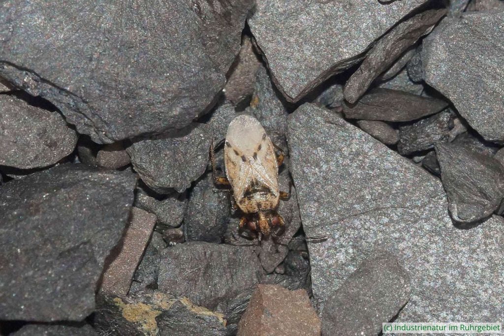 Nysius huttoni, eine bodenbewohnende Wanzenart auf dem Rohboden der Schurenbachhalde, 27.07.2024
