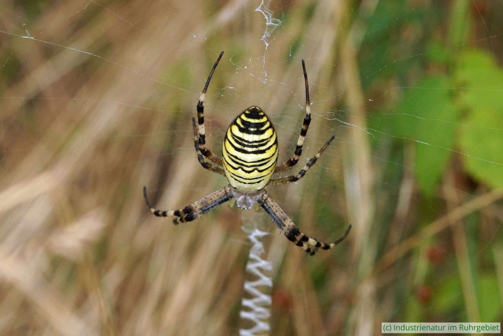 Weibliche Wespenspinne (Argiope bruennichi) auf der trockenen Wiese der Schurenbachhalde, 27.07.2024