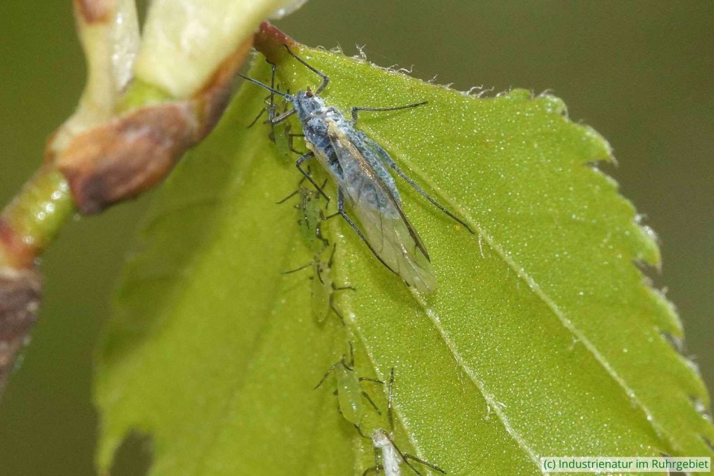 Euceraphis betulae, Schurenbachhalde, 15.04.2025