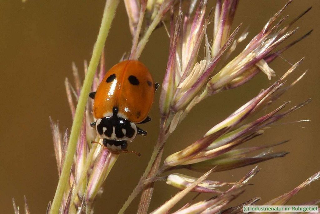 Veränderlicher Marienkäfer (Hippodamia variegata), Halde Beckstraße, 25.06.2022