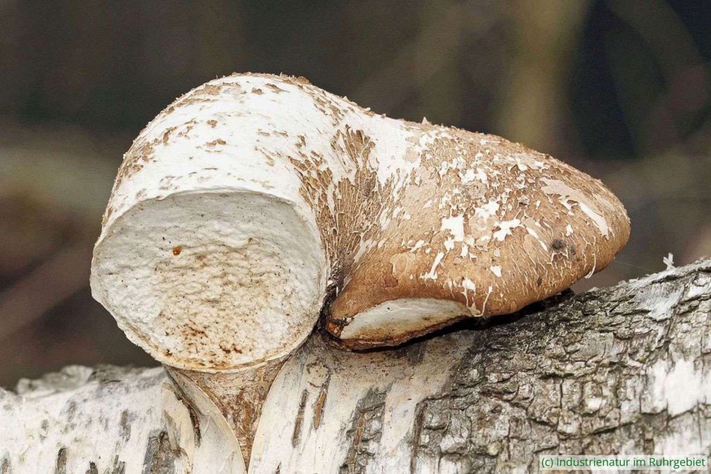 Birkenporling (Fomitopsis betulina), UNESCO-Welterbe Zollverein, 20.03.2022