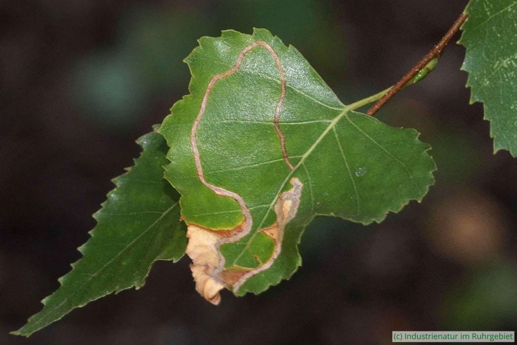 Birkenminierfliege (Agromyza alnibetulae), typische Fraßspur, UNESCO-Welterbe Zollverein, 31.08.2022