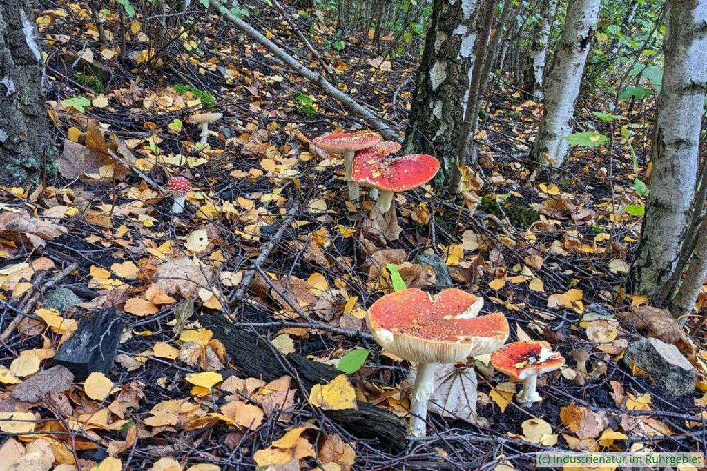 Der Fliegenpilz (Amanita muscaria) geht Partnerschaften mit der Hänge-Birke (Betula pendula) ein, UNESCO-Welterbe Zollverein, 15.10.2022